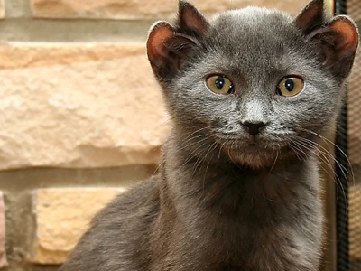 Γάτα με 4 αυτιά!