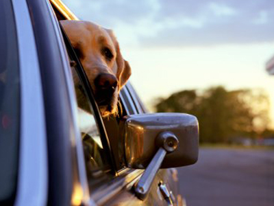 Επιτέλους διακοπές …. Μαζί με το κατοικίδιο σας!