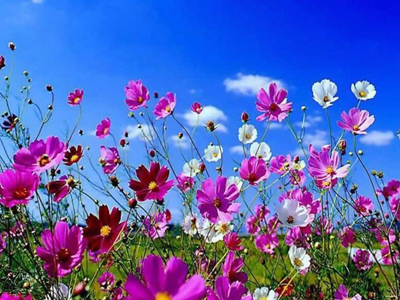 Μύρισε  Άνοιξη…εκλογική