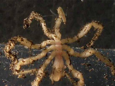 Κινδυνεύουν τα θαλάσσια έντομα και οστρακοειδή της Ανταρκτικής