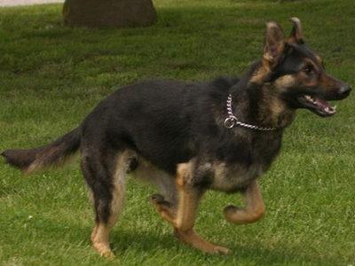 Προσοχή η Αστυνομία… δαγκώνει!