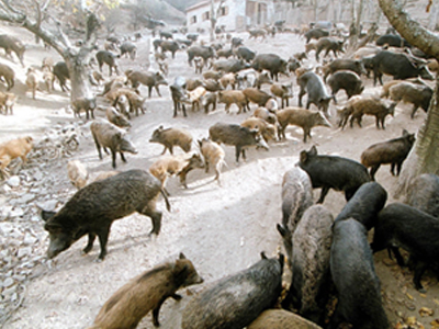 Εκπαίδευε τα σκυλιά του με τα αγριογούρουνα… άλλου