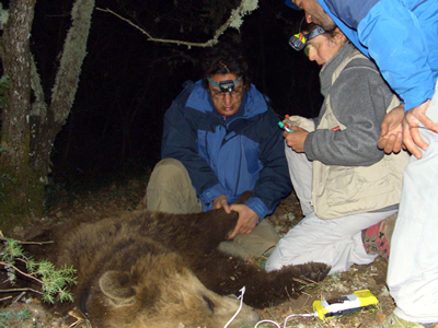 Αυτοκίνητο συγκρούστηκε με αρκούδα