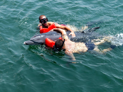 Δελφίνι εγκλωβίστηκε σε πλαστικές σακούλες