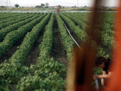 Αναδίπλωση Αλογοσκούφη για τα δάνεια των αγροτών