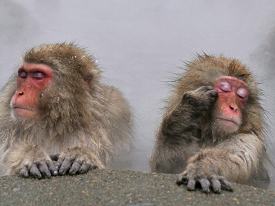 Το μπάνιο του μακάκου