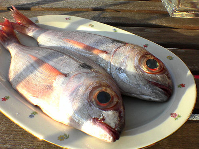 Τα ψάρια στη ζωή μας