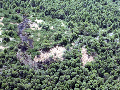 Χασισοφυτεία στην Τροιζηνία