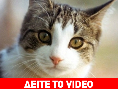 Τρώνε γάτες σε φεστιβάλ φαγητού