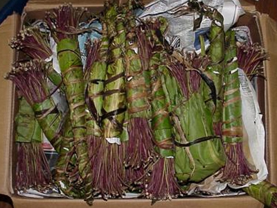 Βρετανός μετέφερε 21κιλά KHAT