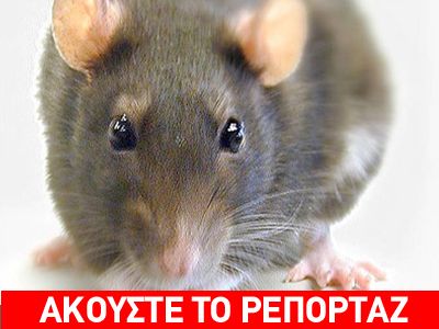 Αρουραίος δάγκωσε χειρουργημένο ασθενή στο Νοσοκομείο Ρεθύμνου