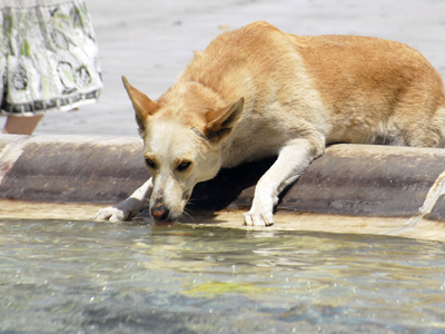 Παγκόσμια ημέρα των ζώων