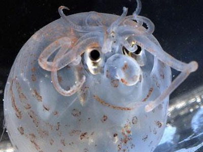 Το καλαμάρι που… γελάει