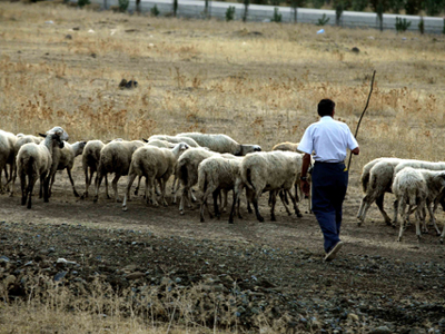 Του τά ’πε βλάχικα