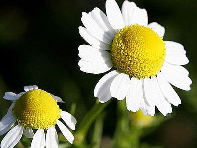Χαμομήλι… ένας υποτιμημένος σύμμαχος υγείας