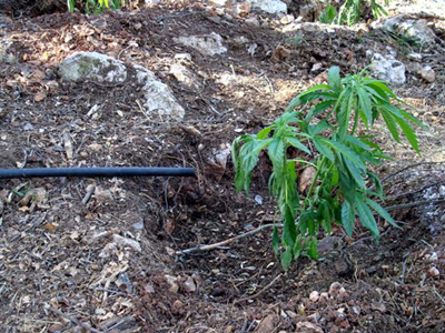 Φυτεία χασίς στη Ραφήνα