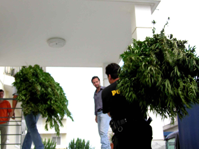 «Δάσος» από καναβουριές στη Μεσσηνία