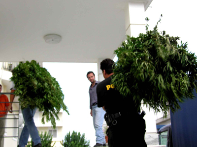 «Ορφανή» χασισοφυτεία εντοπίστηκε στη Μεσσηνία