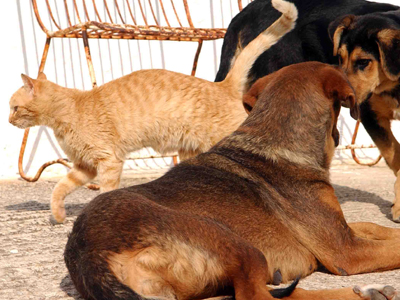 Το υπουργείο Αγροτικής Ανάπτυξης λαμβάνει μέτρα για τα αδέσποτα