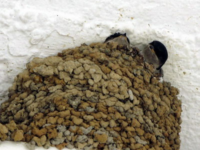 Ιερέας κατέστρεψε χελιδονοφωλιές γιατί λέρωναν την εκκλησία