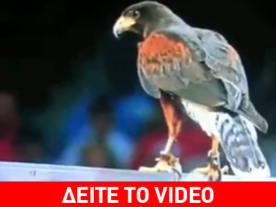 Γεράκι εισέβαλε σε αγώνα του ΝΒΑ