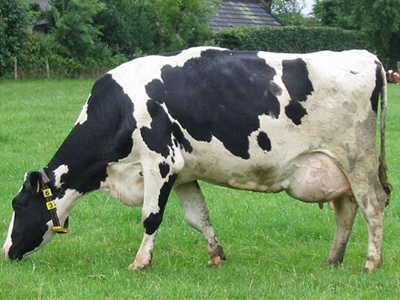 Αγελάδα προκαλεί θανατηφόρο τροχαίο, κατηγορούμενη η ιδιοκτήτρια