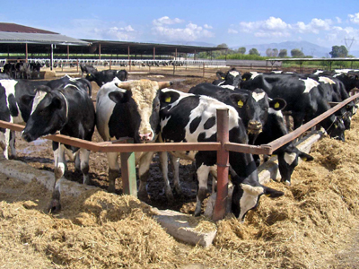 Ελαστικότερα τα μέτρα για τα ζωικά υποπροϊόντα