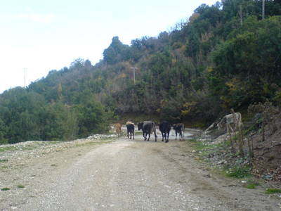 «Ειδικό σώμα» για τη… σύλληψη αδέσποτων αγελάδων