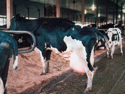 Μηχανικός εξαπάτησε κτηνοτρόφους στην Κοζάνη