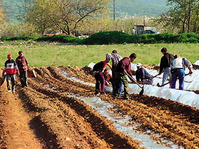 Κομισιόν: Μείωση του εισοδήματος των αγροτών κατά 24%