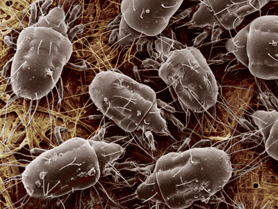 Ακάρεα: ένας μικροσκοπικός αλλά ύπουλος εχθρός