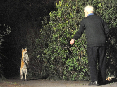 Αλεπού… ο καλύτερος φίλος του ανθρώπου