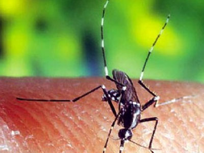 Κλιματικές αλλαγές και νέες ασθένειες