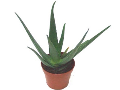 Αλόη, ο «γιατρός» στη γλάστρα σας