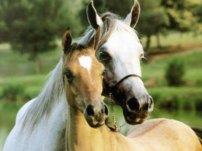 Άλογα κάηκαν ζωντανά