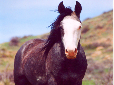 Τροχαίο με άλογο στην Αττική οδό