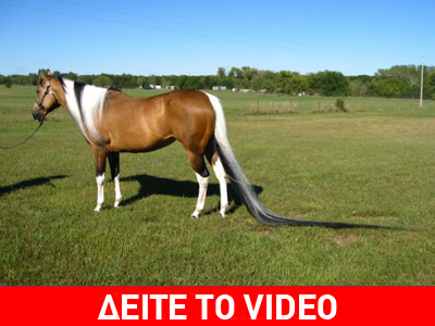 Το άλογο με τη μακρύτερη ουρά