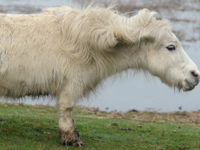 Το άλογο που ”χάνεται” στη λάσπη