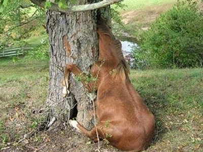 Άλογο «κόλλησε» σε δέντρο