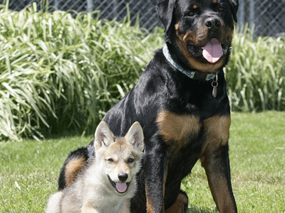 Σαν τον σκύλο με τη… λύκαινα