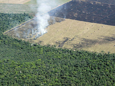 Καταστρέφουν τον Αμαζόνιο τα Βρετανικά σούπερ μάρκετ
