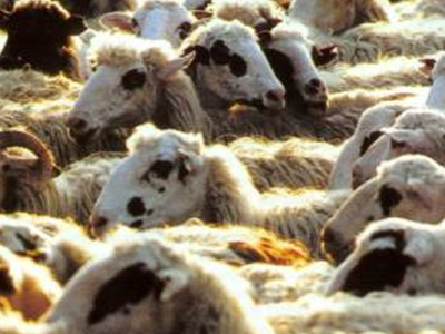 Δικάζονται κτηνίατροι για «ελληνοποιήσεις» αμνοεριφίων