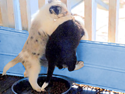 Αποδράσεις ζώων on camera