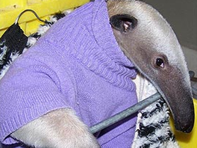 Μυρμηγκοφάγος με πουλόβερ. Δεν είναι ανέκδοτο… κατοικίδιο είναι