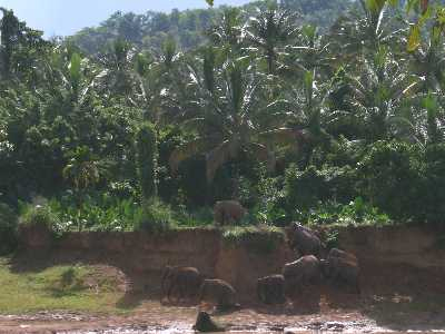 Υποχωρούν οι Ταμίλ στην Σρι Λάνκα Υποχωρούν οι Ταμίλ στην Σρι Λάνκα
