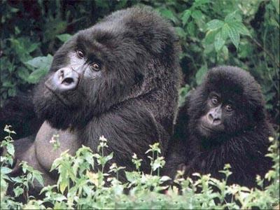 Και οι πίθηκοι έχουν ψυχή… και δικαιώματα!