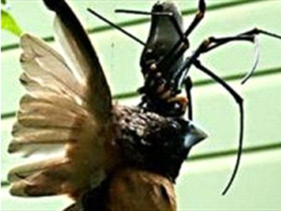 Αράχνη καταβρόχθισε πουλί