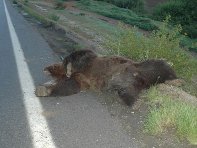 Έκτακτη συνάντηση στο ΥΠΕΧΩΔΕ για τα τροχαία ατυχήματα με θύματα αρκούδες
