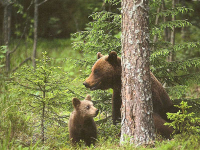 Αρκούδα στον Έβρο