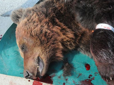 Τρίτη νεκρή αρκούδα στην άσφαλτο σε διάστημα δέκα ημερών